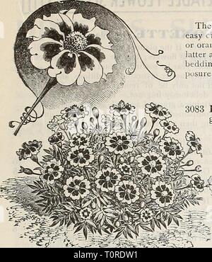 Dreer's 1901 garden calendar (1901) Dreer's 1901 garden calendar  dreers1901garden1901henr Year: 1901  NENRTADREER-PHIIAKLPIIIAM-^RELIABIE-FLOWER SEEDS    MARIGOLD. Marigold, Legion d'Honneur. MIMOSA. (Sensitive, or Humble Plant.) Curious and interesting annuals, with pinkish-white flowers ; the leaves close and droop when touclied or shaken. PER PKr. 3181 Pudica. 1J feet MIMULUS. Showy, profuse-flowering plants. Com- prising numerous varieties, with white, sulphur and yellow grounds, spotted with crimson, scarlet and pink, fine for greenhouse or moist, shady situations; half-hardy perennials; Stock Photo