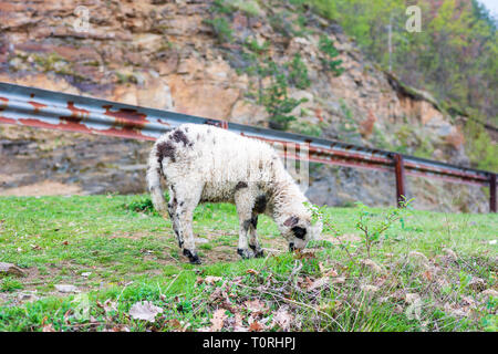 Lamb eat grass near road Stock Photo