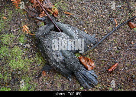 Dead little black cormorant (Phalacrocorax sulcirostris) or little black shag on the forest floor, New Zealand Stock Photo