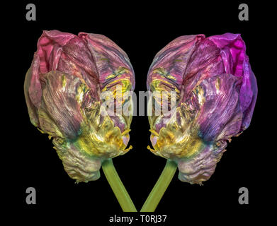 Fine art still life bright colorful macro of a pair of tulip blossoms resembling heads of aliens talking seriously in surrealistic painting style Stock Photo
