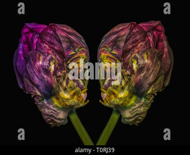 Fine art still life colorful macro of a pair of tulip blossoms with green stem resembling heads of aliens talking seriously in surrealistic painting Stock Photo