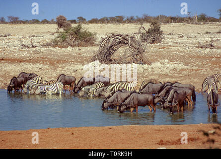 Group of zebras  and wildebeest drink in a waterhole of the Etosha National Park in Namibia. Stock Photo