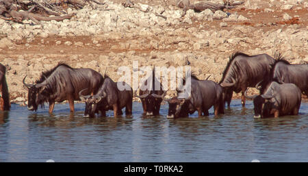 Herd of wildebeest drink in a waterhole of the Etosha National Park in Namibia. Stock Photo