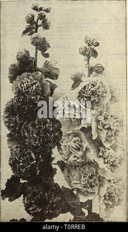 Dreer's autumn catalogue 1915 (1915) Dreer's autumn catalogue 1915  dreersautumncata1915henr Year: 1915  Hollyhock. One of the most majestic of hardy plants, and a clump or line in any garden gives an effect not attainable with any other plant. For plant ing among shrubbery or forming a background for other without equal. The seeds offered have been saved from double flowers. Double White. . —Yellow —Salmon Rose. —Extra Choice Mixed. flowers is the finest Pek Per Double Bright Bed.. —Bright Rose —Maroon ?1.00. %%%%%%%%07. 40 40 40 Gmllardia Grandiflora. Pek Per 14 oz. Pkt, 40 10 40 10 40 10 Pe Stock Photo