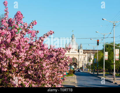 LVIV, UKRAINE - APRIL 21, 2018: Japanese cherry (sakura) and grab apple pink blossom flowering trees on prospect on way to main railway station (Chern Stock Photo