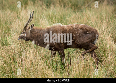 Africa, Zambia, Kasanka NP.  An elusive Sitatunga (Tragelaphus spekii selousi) male in swampy grassland. Stock Photo