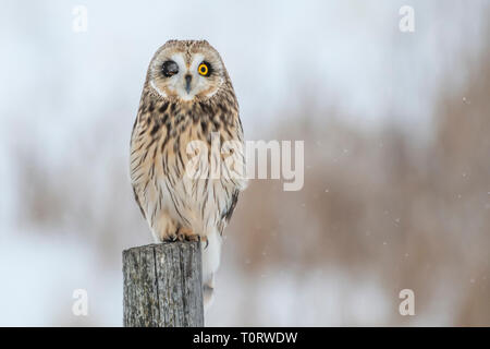 Short Eared Owl with one key closed sitting on a post Stock Photo