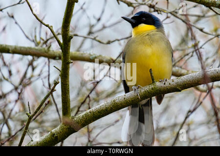 Male Black-headed Weaver Bird perched on branch Stock Photo