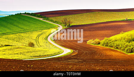 Spring rural landscape. Agriculture green and yellow fields and meadows. Canola and wheat plants. Road on Moravia hills in April. Czech republic, Euro Stock Photo