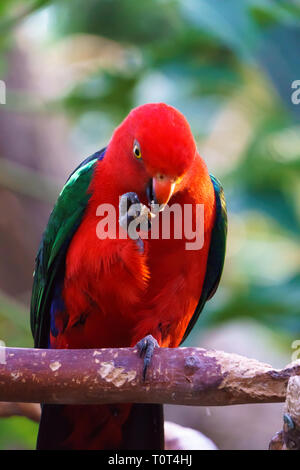 Male Australian King Parrot bird (Alisterus scapularis) eating his food. Stock Photo