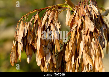 Ash (fraxinus excelsior), close up of ripe fruits or keys hanging on the tree in the autumn. Stock Photo