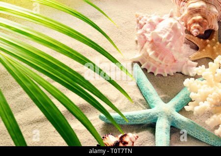 Sea shells and palm with sand as background. Sashells and starfish. Stock Photo