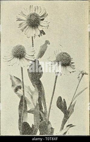 Dreer's garden book  1904 Dreer's garden book : 1904  dreersgardenbook1904henr Year: 1904  Gypsophila P.^niculata. Stock Photo