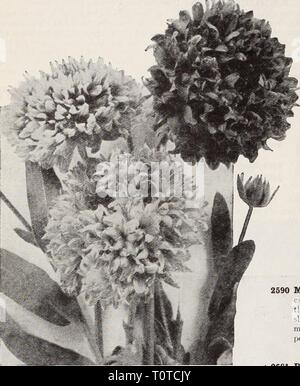 Dreer's garden book  Henry Dreer's garden book / Henry A. Dreer.  dreersgardenbook1931dree Year:   kRELIABLE FLOWER SEEDS/    Gilia (Queen Ann's Thimble) 2551 Capitata. This is a very graceful annual, pkr growing about 2 feet high with fine feathery PKT' foliage and bearing freely over a long season, globular heads, about 1 inch across, of rich lavender blue flowers, which last well when cut. Illustrated in colors on plate opposite page 49. i oz., 25 cts $0 10 Globe Amaranth (Gomphrena) 2570 Mixed. Popularly known as 'Bachelor's Button,' a first-rate bedding plant; the flow- ers resemble clove Stock Photo