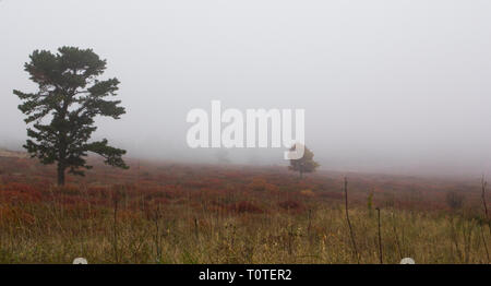 Big Meadows In Fog Shenandoah National Park Virginia Stock Photo