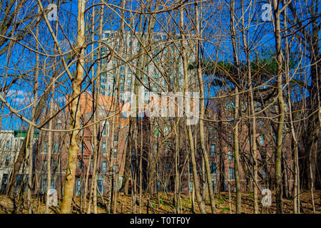 Dense small trees in prospect park covering the view of street. Stock Photo