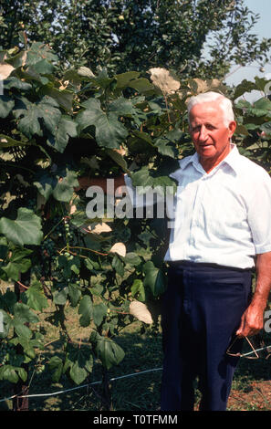 Happy Elerly Man Looking at Camera. USA Stock Photo