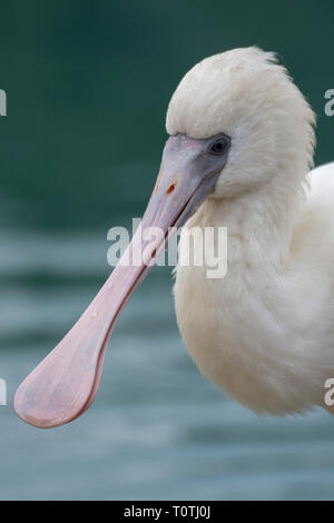 African Spoonbill (Platalea alba) Stock Photo