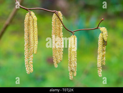 A macro shot of some hazel tree catkins. Stock Photo