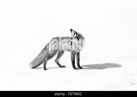 black and white portrait of a red fox on snow looking backwards over his shoulder with ears perked listening intently for his next meal Stock Photo
