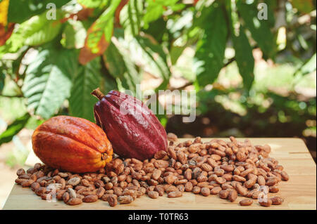 Dry cacao beans on table with pods in tree background Stock Photo