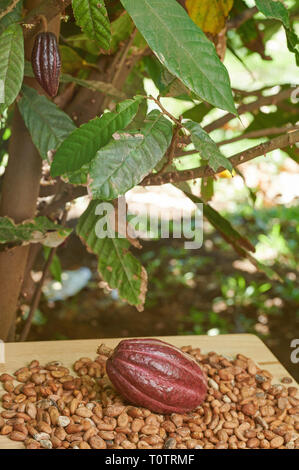 One red cacao pod on dry cocoa beans on tree background Stock Photo