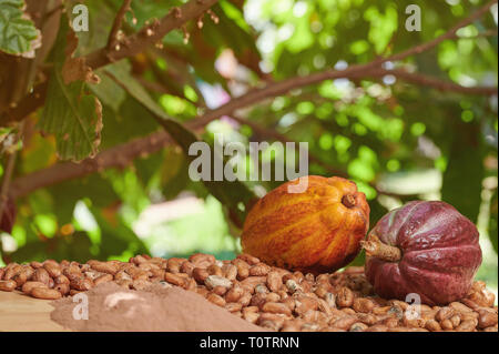 Cacao farm theme. Cocoa beans and powder on wooden table Stock Photo