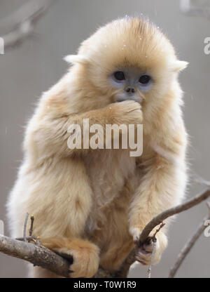 Cute baby Golden Snub-nosed Monkey (Rhinopithecus roxellana) Stock Photo