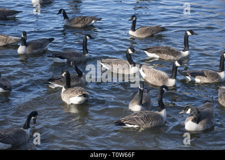 Geese wintering on the lake in Prospect Park, Brooklyn, New York. Stock Photo