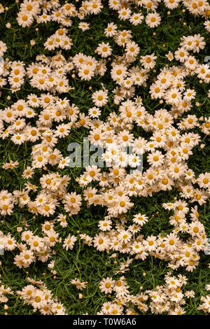 Chamomile creative setup framed on the wall Stock Photo