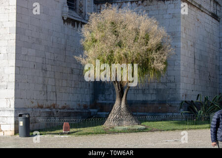 Single beautiful tree in front of a castle Stock Photo