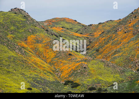 Super Bloom of poppies and other wildflowers at Lake Elsinore, California, USA March, 2019 Stock Photo