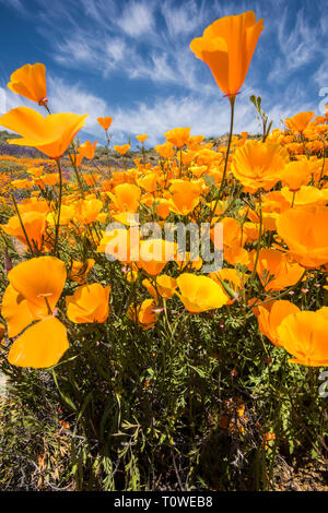 Super Bloom of poppies and other wildflowers at Lake Elsinore, California, USA March, 2019 Stock Photo