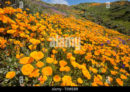 Super Bloom of poppies and other wildflowers at Lake Elsinore, California, USA March, 2019 Stock Photo