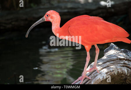 The scarlet ibis (Eudocimus ruber) on a weathered tree on the shore of the pond.