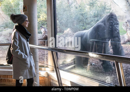 Woman watching huge silverback gorilla male behind glass in Biopark zoo in Valencia, Spain Stock Photo