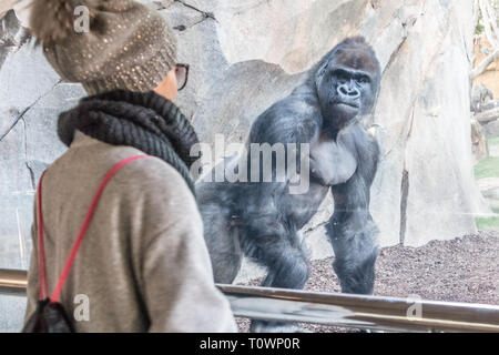 Woman watching huge silverback gorilla male behind glass in zoo. Gorilla staring at female zoo visitor in Biopark in Valencia, Spain Stock Photo