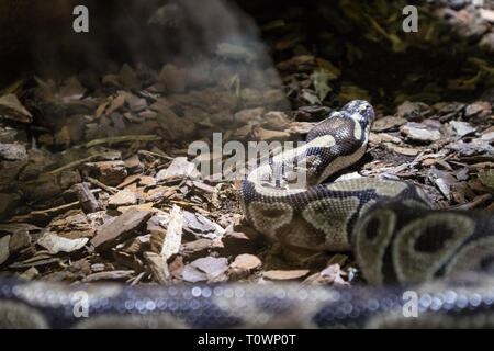 The ball python, Python regius, also known as the royal python Stock Photo