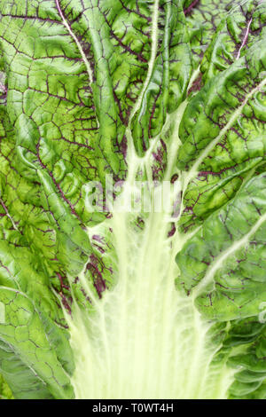 Texture of green vegetable leaf close-up, takana leaf fibers Stock Photo