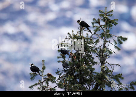 The white-collared blackbird, Turdus albocinctus,  Chopta, Uttarakhand, India. Stock Photo