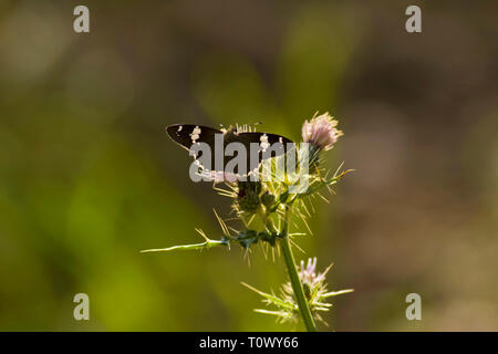 Himalayan spotted flat, Pangot, Uttarakhand, India. Stock Photo
