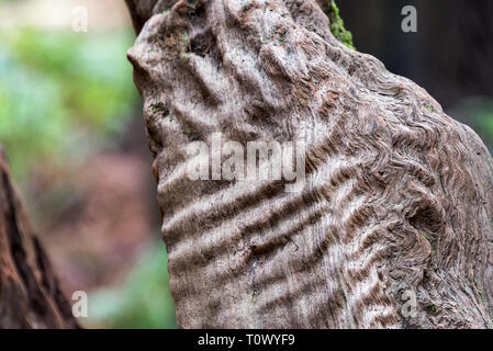 Closeup view of details of a redwood tree in Humboldt Redwoods State Park in California Stock Photo