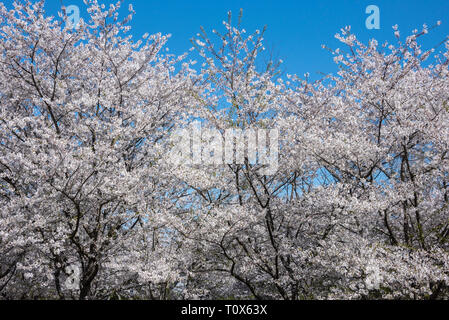 Beautiful white blossoming cherry trees against a bright blue sky in Metro Atlanta, Georgia on a beautiful day in early spring. (USA) Stock Photo