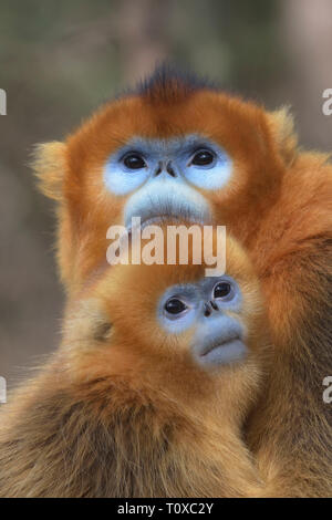 Mother and baby Golden Snub-nosed Monkey (Rhinopithecus roxellana) Stock Photo