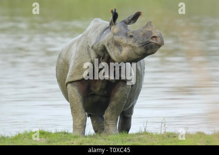 Muddy Indian Rhino (Rhinoceros unicornis) emerging from a lake Stock Photo