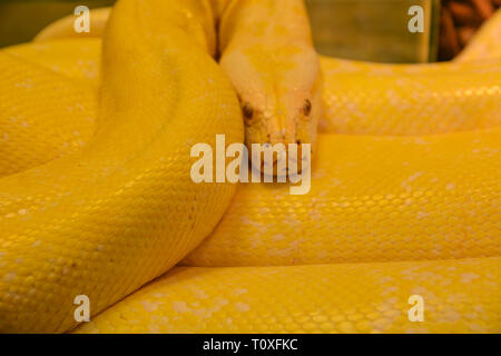 Close up golden yellow python. Danger snake. Stock Photo