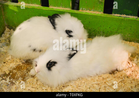 Cute rabbits in a cage on the farm. Sweet couple. Stock Photo