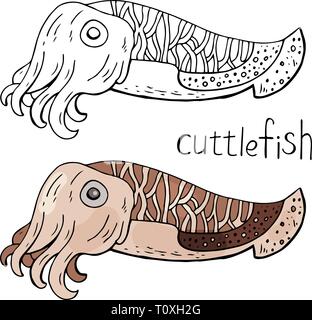 Cuttlefish black and white and color isolated on white background.  Stock Vector
