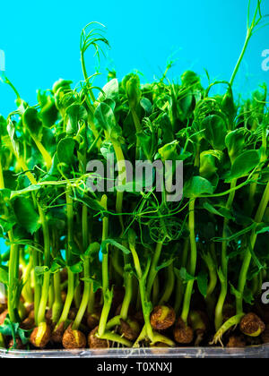 sprouted pea with roots close up copy space Stock Photo