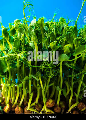sprouted pea with roots close up copy space Stock Photo
